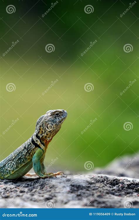 Image result for Eastern Collared Lizard