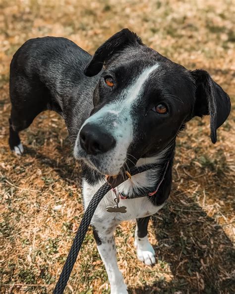 Defenders of Animal Rights | Meet Claire-- a beautiful pup with a ...