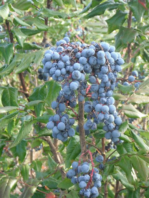 Tall Oregon Grape