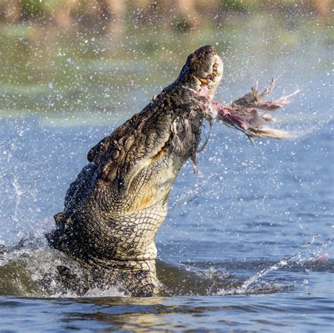 What Do Crocodiles Eat