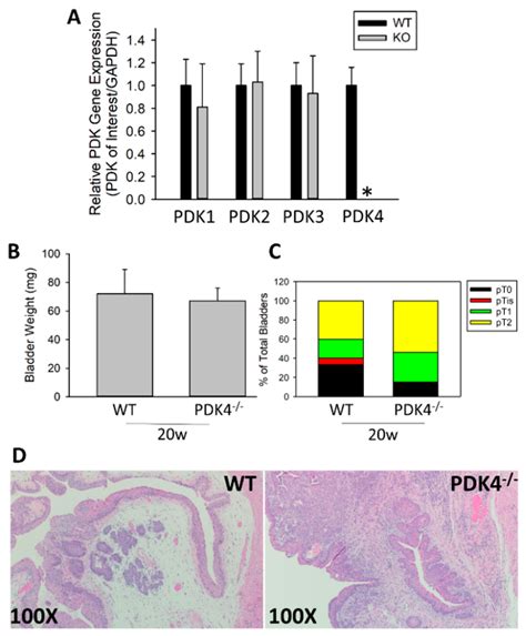 Pyruvate Dehydrogenase Kinase 4 Deficiency Increases Tumorigenesis in a ...