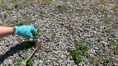 4 Ways to Kill Weeds in Gravel Driveway without using chemicals (safe ...