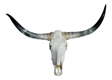 Texas Longhorns & Skull | Chairish