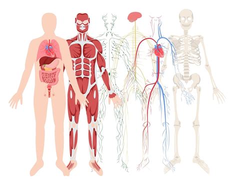 Body System 的图像结果