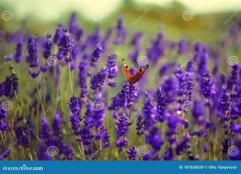 Lavender Field, Lavender Flowers in Defocus. Violet Field, Beautiful ...