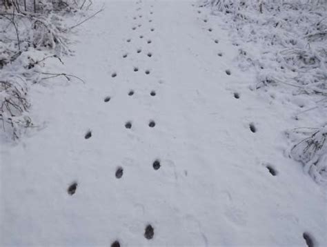 Coyote Tracks and Prints and How To Recognize Them - Floofmania