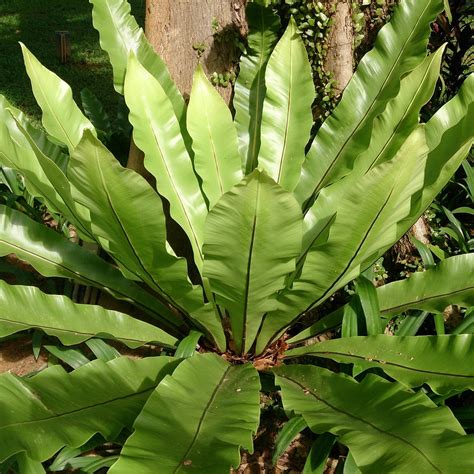 Bird Nest Fern - myBageecha