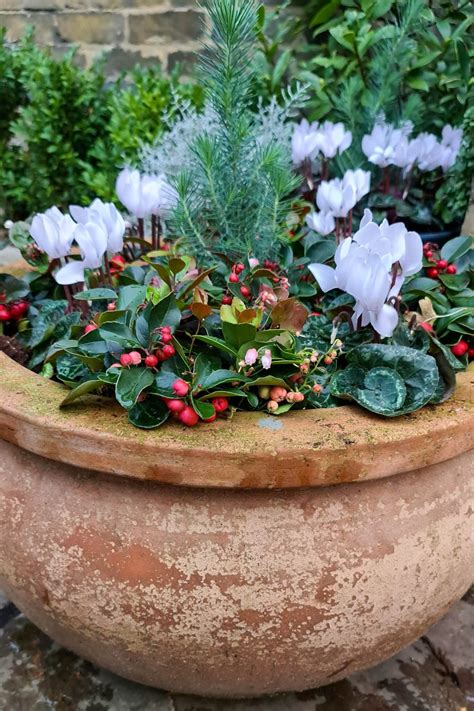Best Plants For Pots In The Winter at Norris Carrico blog