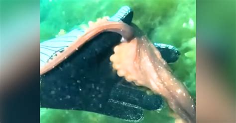 Image result for Octopus Solves Problem