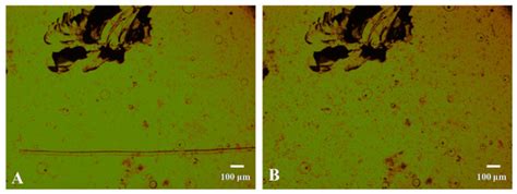 Simultaneous Recovery of Matrix and Fiber in Carbon Reinforced ...