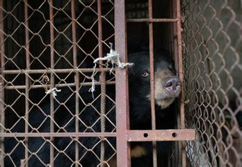 History of the Bile Bear Trade in Vietnam - FOUR PAWS International ...