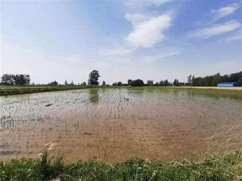 安徽蚌埠：调优夏种结构 促进农业增效农民增收-新华丝路