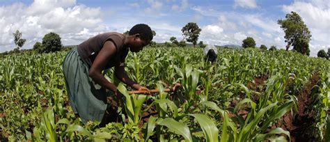 Agriculture in Africa 的图像结果