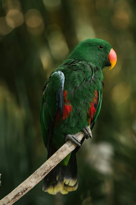 Image result for Bird Simple Parrot Image