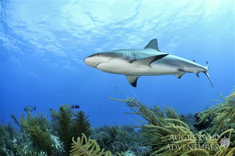 The Vital Role of Sharks in the Marine Ecosystem - Aggressor Adventures