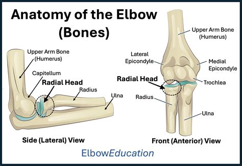 Radial Head Fractures - Elbow Education