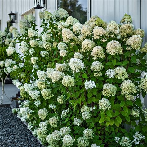 Pee Gee Hydrangea Plants For Sale Wholesale – Tennessee Wholesale Nursery