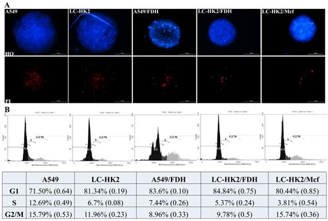 Characterization of 3D NSCLC Cell Cultures with Fibroblasts or ...