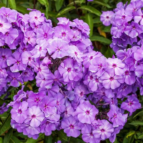 Amazon.com : Purple Flame Tall Phlox Flower Root - Scented - Perennial ...
