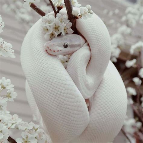 [100+] Cute Snake Pictures | Wallpapers.com