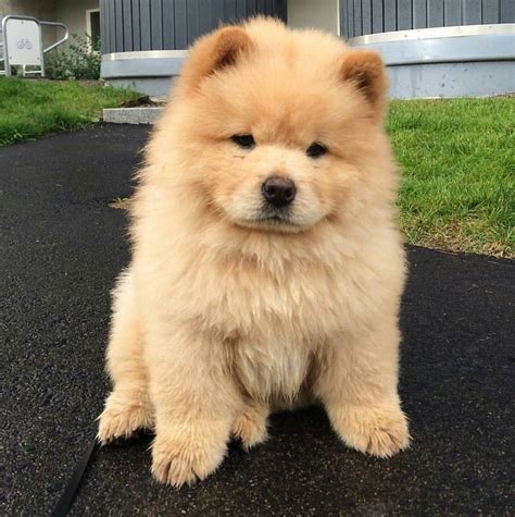 chow chow 🐾 | Cute animals puppies, Chow chow puppy, Baby animals funny