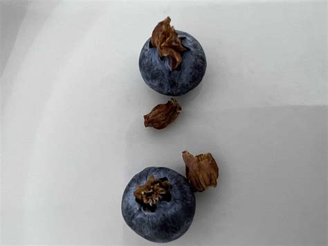 Blueberries with brown, dried out things stuck to them?