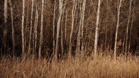 Wallpaper trees, grass, dry, nature hd, picture, image
