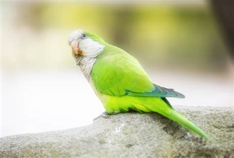Interesting Facts About Quaker Parrots