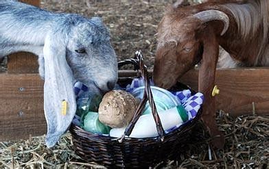 IZA PZIZA DAIRY (2025) All You Need to Know BEFORE You Go (with Photos ...