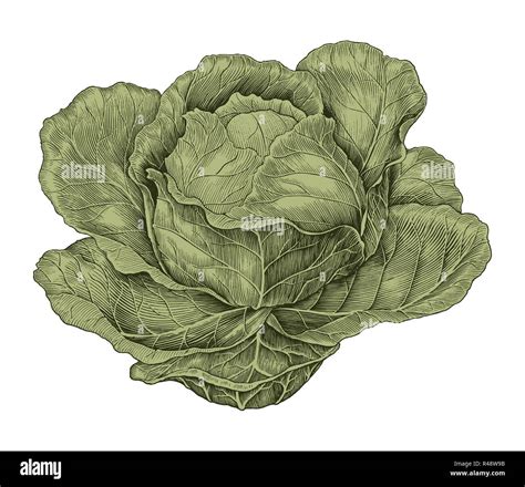 How To Draw Cabbage Rose