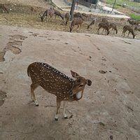 Deer Park (Tirupati) - All You Need to Know BEFORE You Go