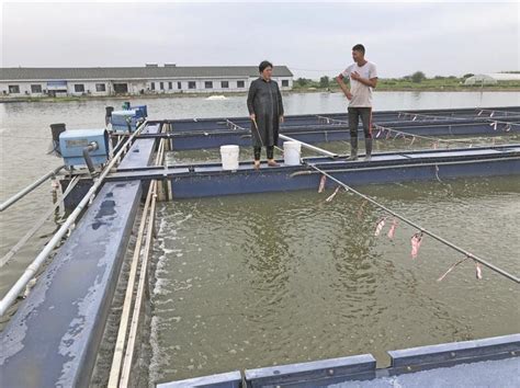 无锡唯一“流水鱼”养殖基地 一条流水槽出产2.5万斤鱼