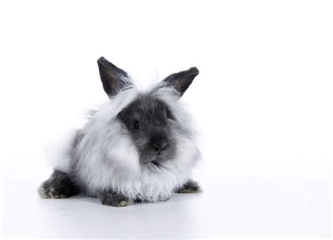 How to Care for a Pet Lionhead Rabbit