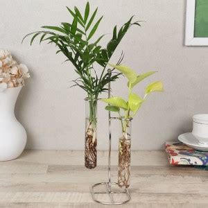 Floweraura Money Plant Price in India - Buy Floweraura Money Plant ...