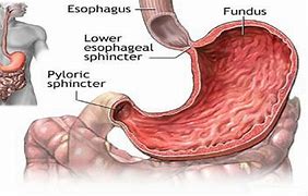 Image result for esophageal tonsil