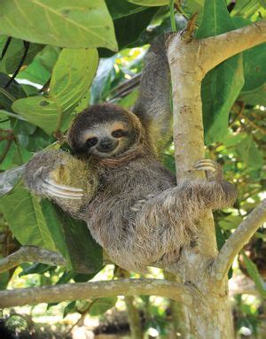 Two-toed sloth | mammal | Britannica