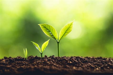 Image result for Plant 3D Python Script