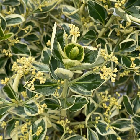 Euonymus - Silver King - 2 gallon