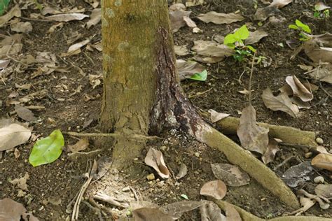 Image result for Signs of Root Rot in Trees