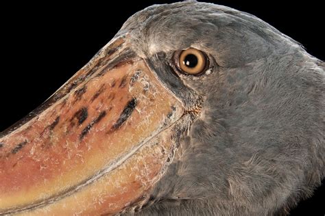 Birds With Teeth Band