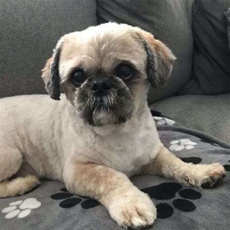 Shih tzu lifespan how long do shih tzus live – Artofit