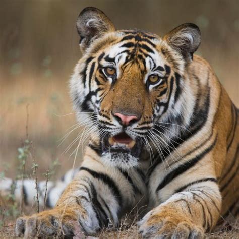 Image result for Animal Explode