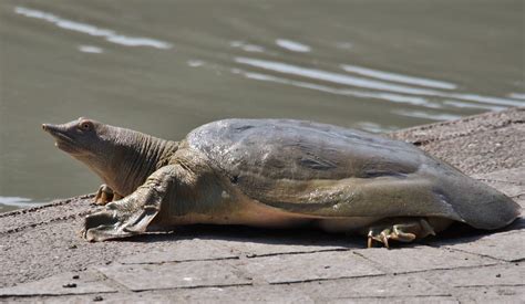Turtle Photos (African Softshell Turtle) - Wallpics.Net - Wallpapers ...