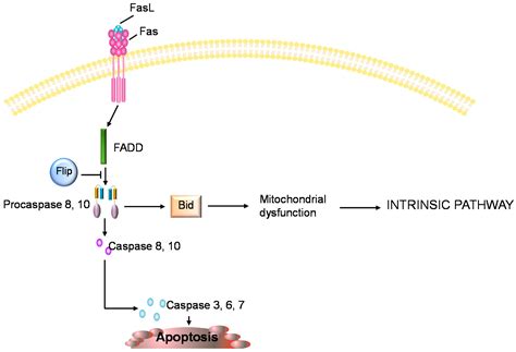 Biomarkers of Chondrocyte Apoptosis and Autophagy in Osteoarthritis