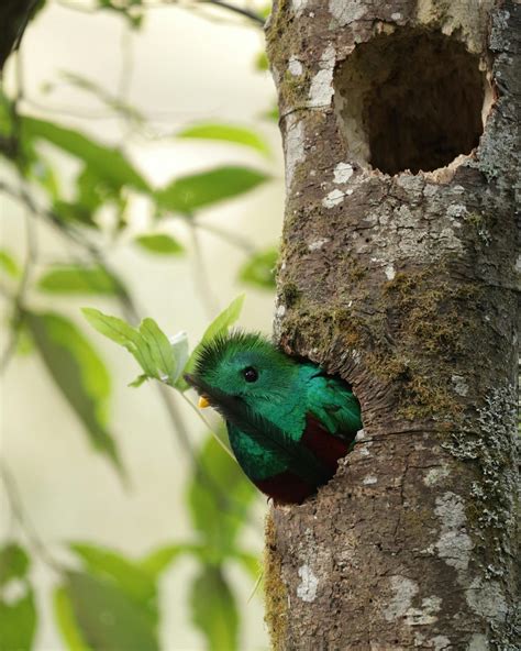 What Do Quetzal Birds Eat? A Guide To Their Rainforest Diet