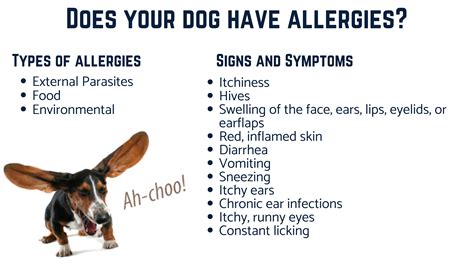 Got an Itchy Dog? Understanding and Managing Allergies in Pets - Buddy's Vets