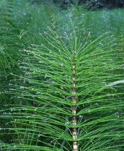 Equisetum Arvense