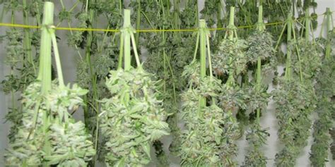 Image result for Marijuana Drying Methods