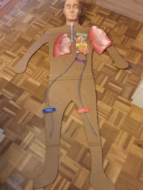 Circulatory System Working Model 的图像结果