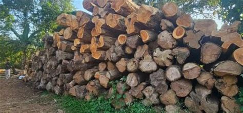 Teak Wood Logs - Brazil Teak Wood Logs Trader - Wholesaler ...